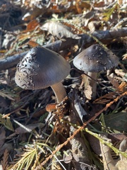 Amanita pachycolea