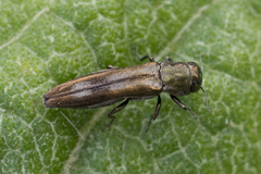 Agrilus