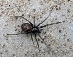 Steatoda grossa