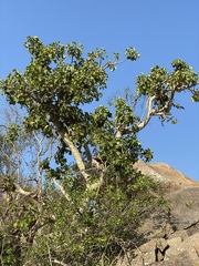 Ficus abutilifolia