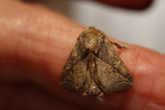 Anaxidia lozogramma