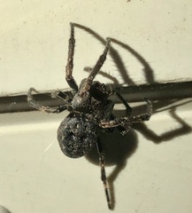 Nuctenea umbratica
