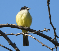 Tyrannus crassirostris