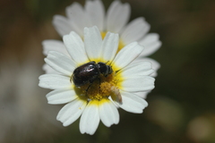 Chasmatopterus
