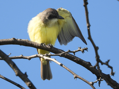 Tyrannus crassirostris