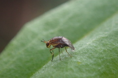 Steganopsis melanogaster