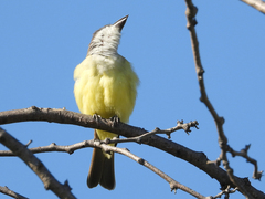 Tyrannus crassirostris