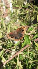 Junonia genoveva hilaris