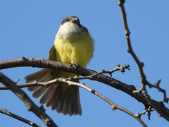 Tyrannus crassirostris