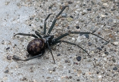 Steatoda grossa