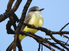 Tyrannus crassirostris