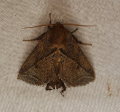 Anaxidia lozogramma