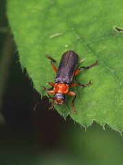 Cantharis pellucida