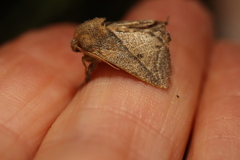 Anaxidia lozogramma