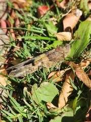 Trimerotropis pallidipennis