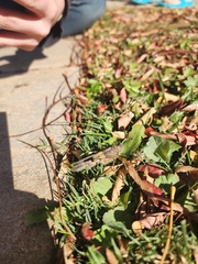 Trimerotropis pallidipennis