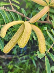 Mimosa pigra