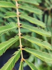 Mimosa pigra