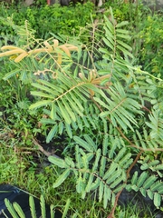 Mimosa pigra