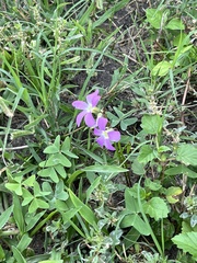 Oxalis drummondii