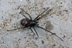 Steatoda grossa