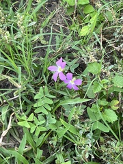 Oxalis drummondii
