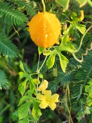 Momordica charantia