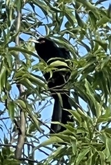 Eudynamys orientalis