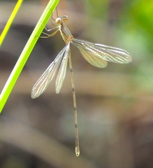 Lestes tenuatus
