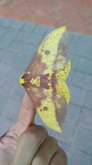 Eacles imperialis decoris