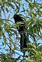 Eudynamys orientalis