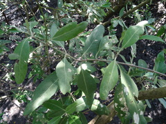 Avicennia germinans