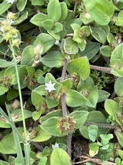 Richardia brasiliensis