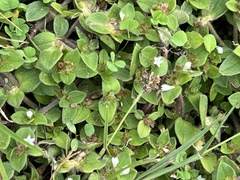 Richardia brasiliensis