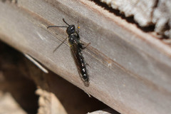 Sapygina decemguttata