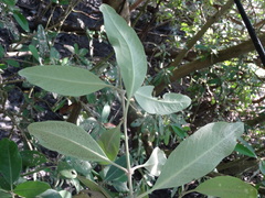 Avicennia germinans