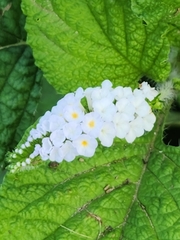 Heliotropium indicum