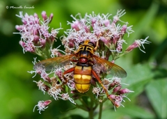 Milesia crabroniformis