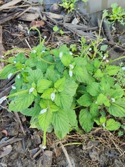Heliotropium indicum