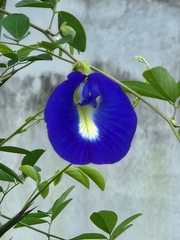 Clitoria ternatea
