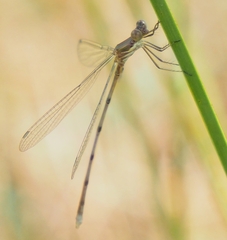 Lestes tenuatus