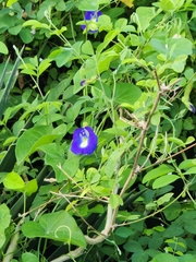 Clitoria ternatea