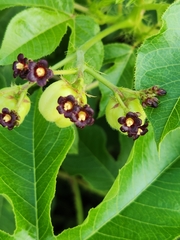 Jatropha gossypiifolia