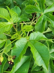 Jatropha gossypiifolia
