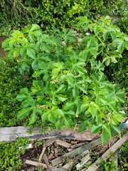 Jatropha gossypiifolia