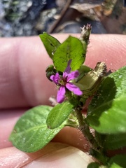 Cuphea carthagenensis