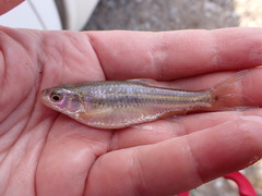 Notropis braytoni
