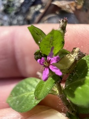 Cuphea carthagenensis