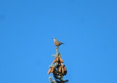Turdus migratorius