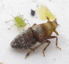 Conomelus anceps